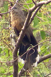 Sirkeer Malkoha