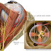 The Protective Structures of the Eye