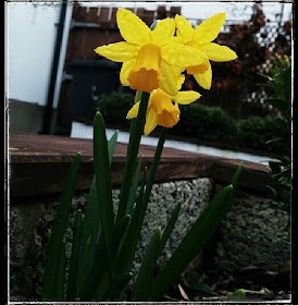 teeny tiny daffs in the garden - 'growourown.blogspot.com' ~ an allotment blog