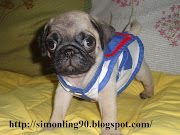 Pug Puppy For Sales