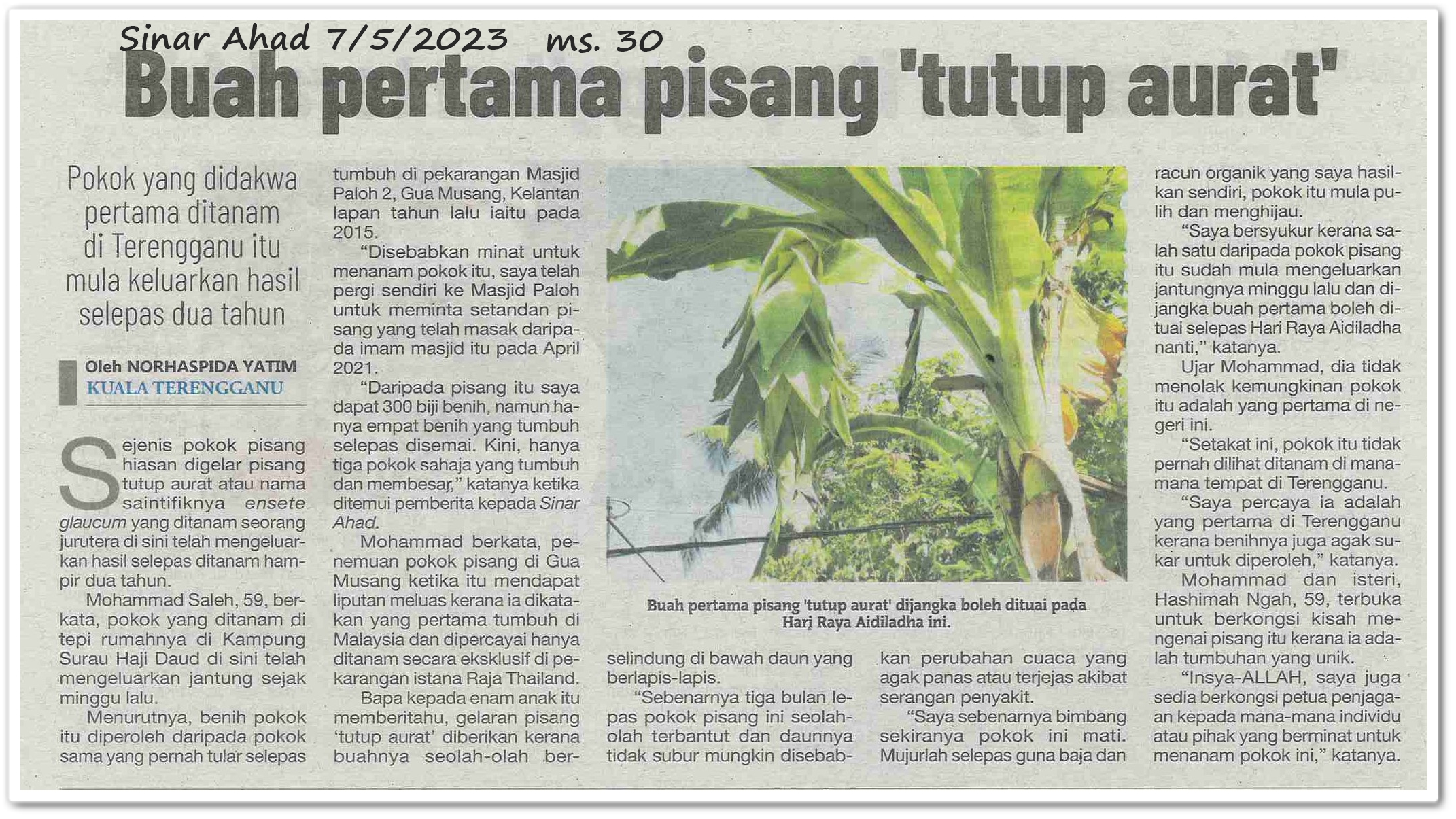 Buah pertama pisang 'tutup aurat' ; Pokok yang didakwa pertama ditanam di Terengganu itu mula keluarkan hasil selepas dua tahun - Keratan akhbar Sinar Ahad 7 Mei 2023