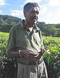 Passion for tea: Achuttan Kunjambi, 58, estate manager of Sungei Palas Tea Garden in Cameron Highlands.