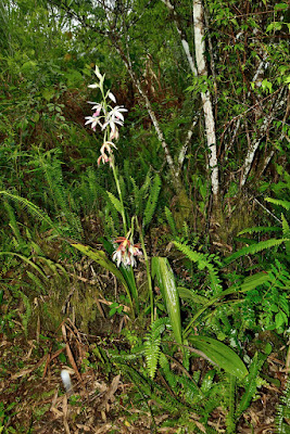 Phaius tankervilleae care and culture