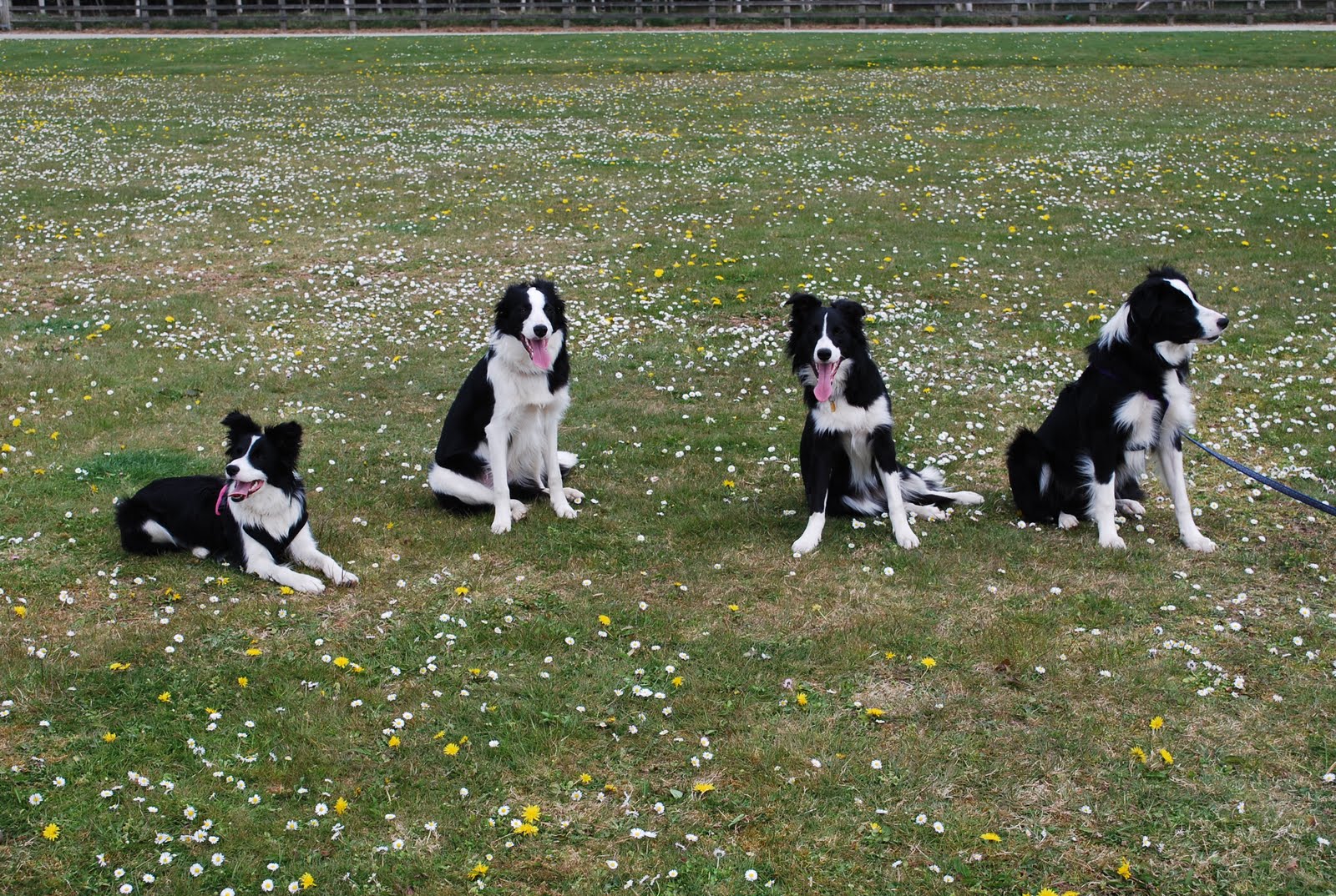 Devongem Border Collies: Puppy reunion Cornwall