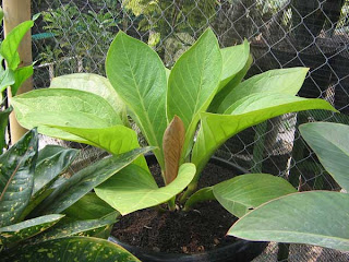 jenis tanaman hias dalam ruangan (indoor)