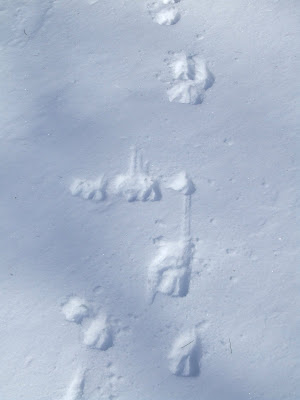 Here are some deer tracks that we saw on our walk.