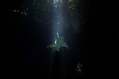 Shark Seen On www.coolpicturegallery.us