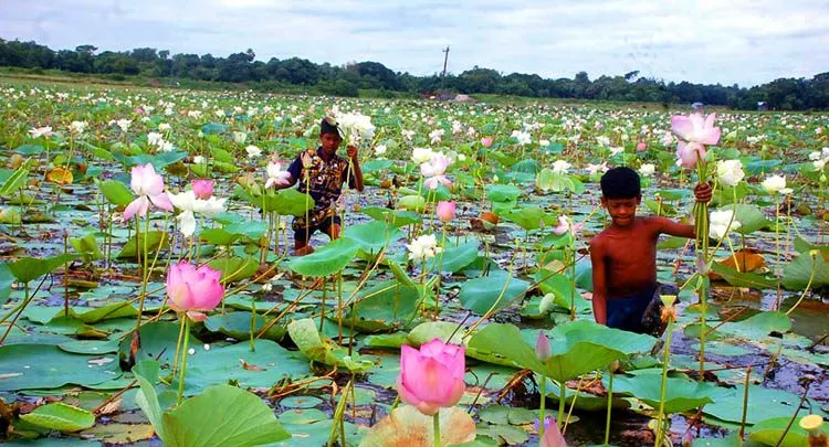 Lotus Flower Images - Lotus Flower Images, Picture Download - Lotus flower NeotericIT.com