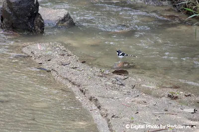 Slaty-backed Forktail