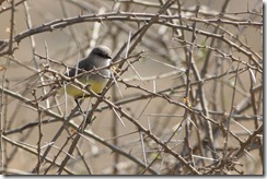 Yellow-bellied Eremomela