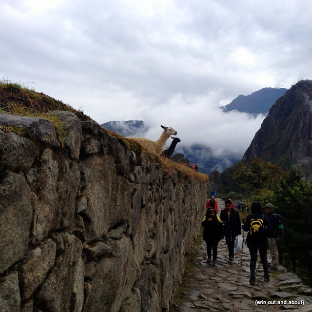 {ErinOutandAbout} The llamas of Machu Picchu