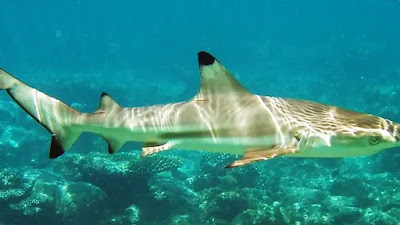 requin à pointe noire