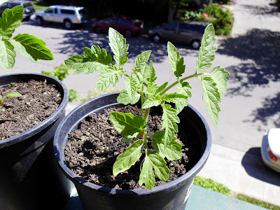 Cherry Tomato 3-4 weeks