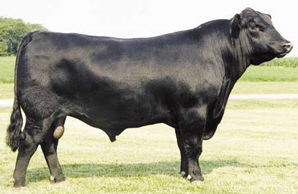 angus breed