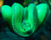 a beautiful green snake (serpent)