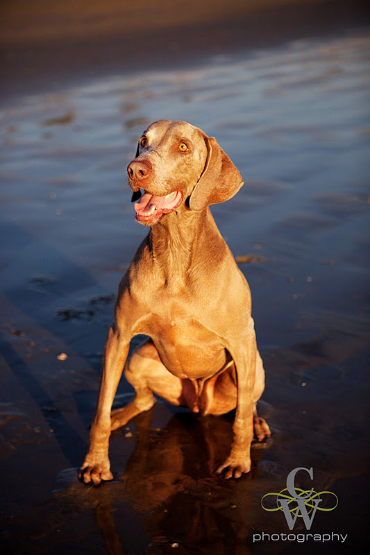 Pet Photography, Huntington beach dog park