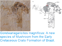 http://sciencythoughts.blogspot.co.uk/2017/06/gondwanagaricites-magnificus-new.html