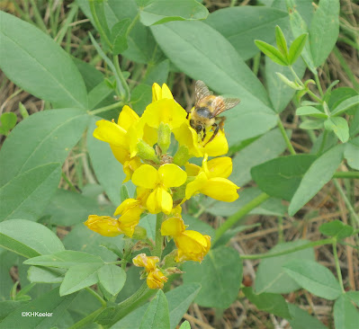 bumblebee on golden banner flower