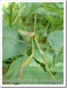 one eye praying mantis 10