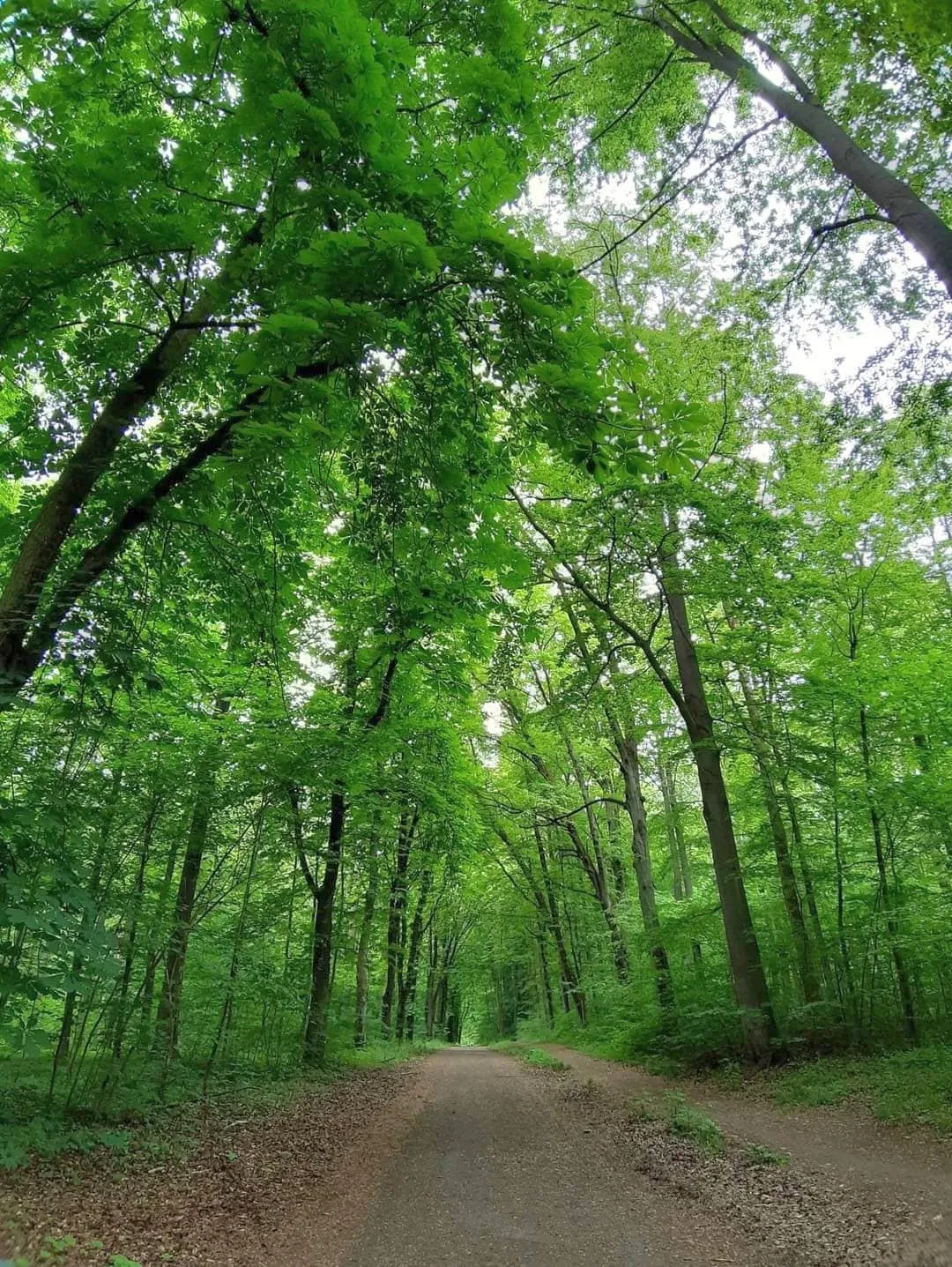 Typical north German beech forest