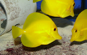 Yellow Tang Fish Wallpapers