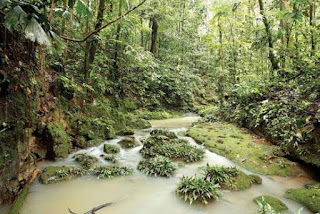 facts about The Amazon rain-forest 