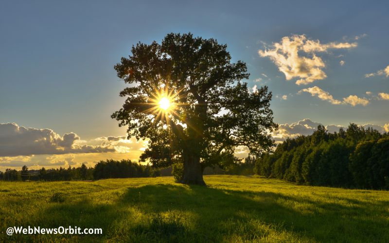 Unveiling the Secrets_ 10 Mind-Blowing Facts About the Mighty Oak Tree 3 - Web News Orbit