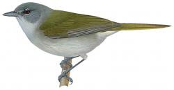 Green-tailed Warbler