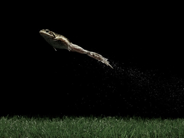 frog speedy photography frog speedy photography