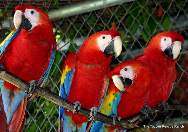 Harga Scarlet Macaw Red And Green Terupdate Bulan ini 2018 Asli 100%