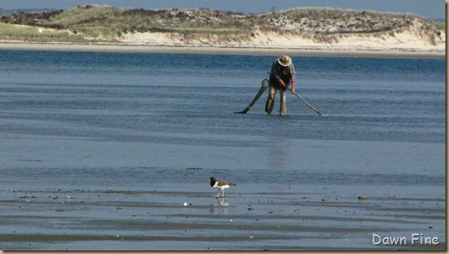 Birding south beach_025