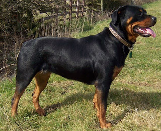 Raza de perro Rottweiler