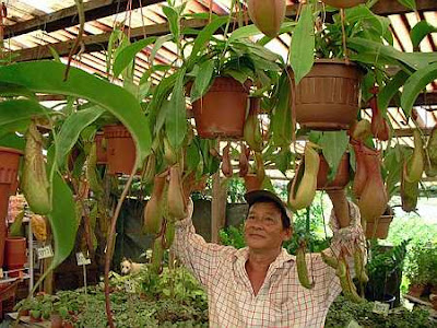 Cups of prosperity: Lim Ah Keat admiring the fruits of his labour - beautiful pitcher plants - at his nursery at Bercham, Ipoh.