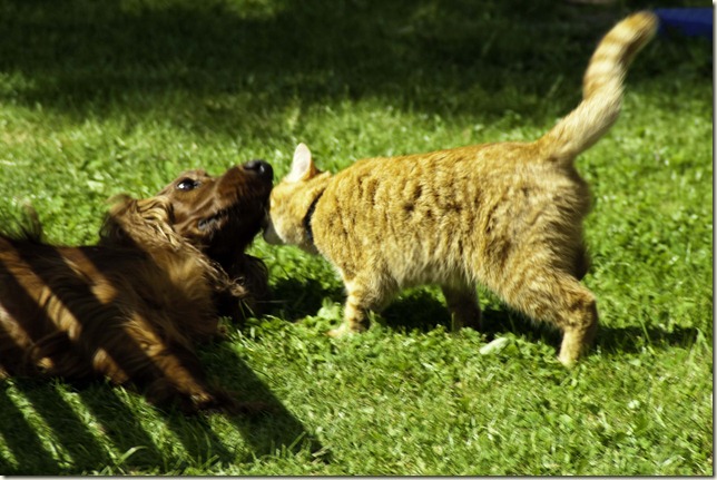 Corky and Garfield