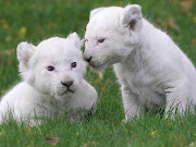 Baby White Lion Pictures . 2013 Wallpaper
