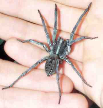 Wolf Spider