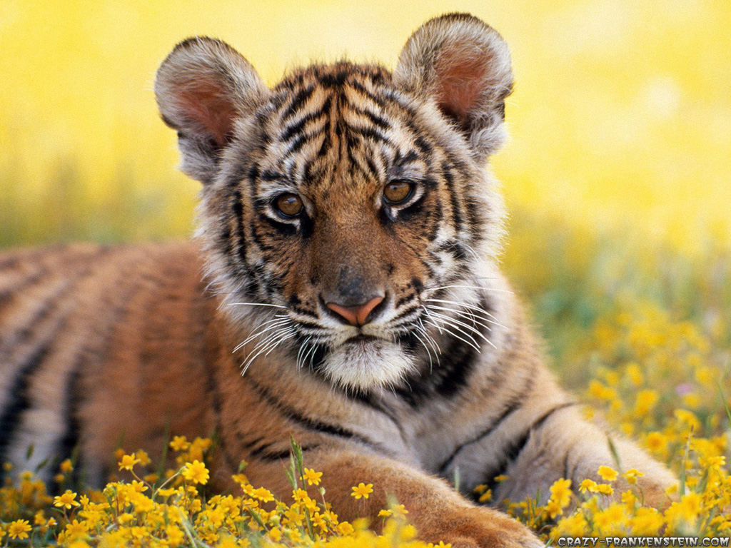 baby tiger animal wallpapers