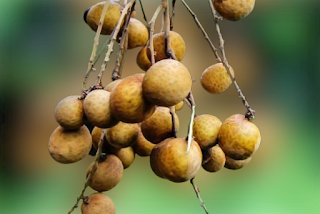 Rhus chinesis