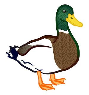 Duck