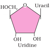 Uridine