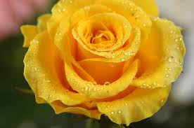 Hd Images Of Yellow Rose 16