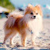 12 Top Small Dog Breeds