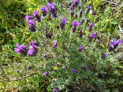 flores de cantueso