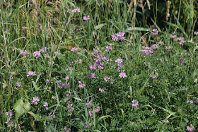 roadside crown vetch