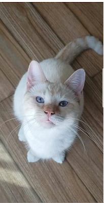 Blue eyes  cat