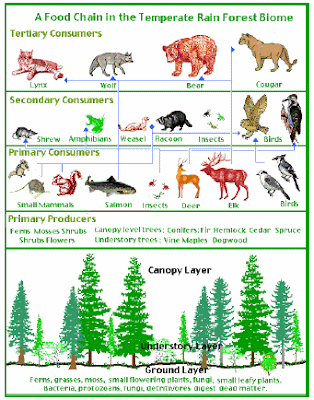 Simple Food Chain Diagram. +food+chain+diagram