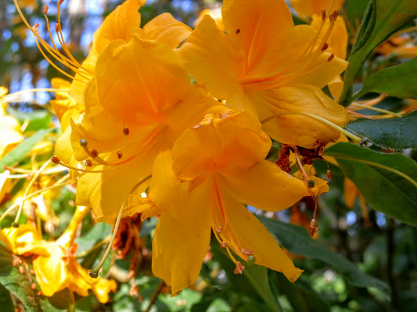 rododendri, Babīte