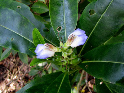 Jeruju putih (Acanthus ilicifolius)