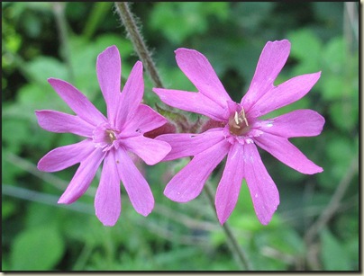 1312redcampion