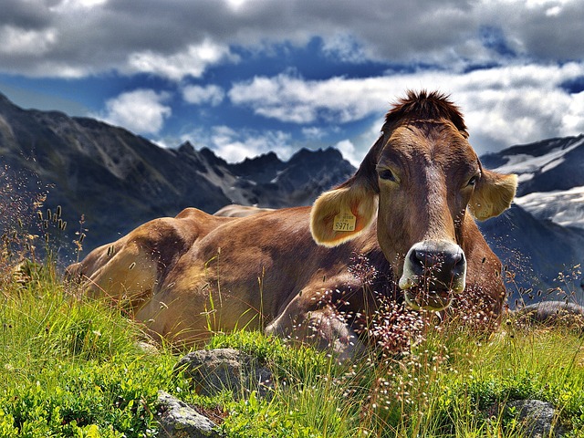 Be careful, if a cow appears in a dream, it can have 37 Islamic meanings.